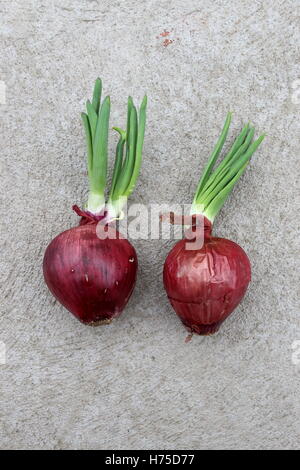 Cipolle spagnolo con nuovi germogli germogliatura Foto Stock