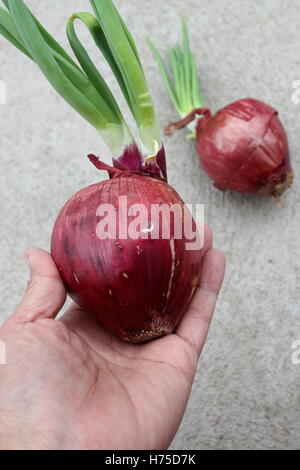 Mano azienda spagnolo le cipolle con nuovi germogli germogliatura Foto Stock