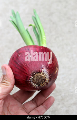 Cipolle spagnolo con nuovi germogli germogliatura Foto Stock