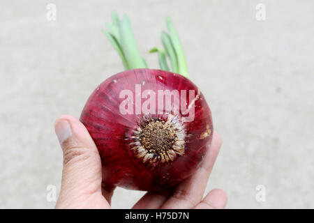 Cipolle spagnolo con nuovi germogli germogliatura Foto Stock