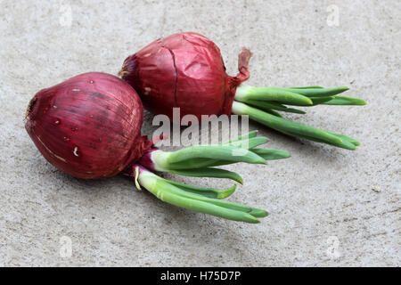 Cipolle spagnolo con nuovi germogli germogliatura Foto Stock