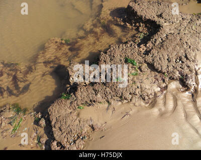 Otter arenaria con burrows del comune (piddocks Pholas dactylus) con il rosso e il verde alghe marine in una piscina di roccia su una spiaggia di Devon Foto Stock