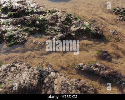 Otter arenaria con burrows del comune (piddocks Pholas dactylus) con il rosso e il verde alghe marine in una piscina di roccia su una spiaggia di Devon Foto Stock