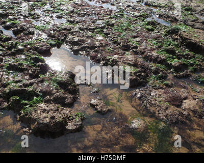 Otter arenaria con burrows del comune (piddocks Pholas dactylus) con il rosso e il verde alghe marine in una piscina di roccia su una spiaggia di Devon Foto Stock