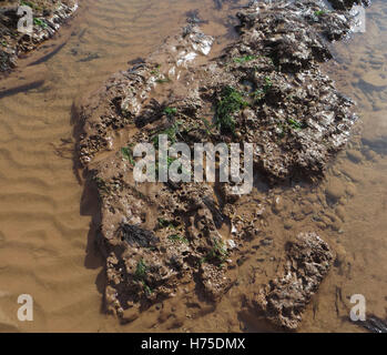 Otter arenaria con burrows del comune (piddocks Pholas dactylus) con il rosso e il verde alghe marine in una piscina di roccia su una spiaggia di Devon Foto Stock