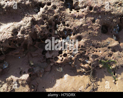 Comune (piddocks Pholas dactylus) in cunicoli in arenaria lontra su una spiaggia di Devon Foto Stock