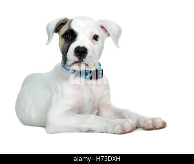 Studio chiave alta colpo di Staffordshire bull terrier cucciolo. Foto Stock