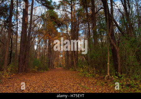 Carolina del nord il sentiero coperto di foglie attraversando la foresta Foto Stock