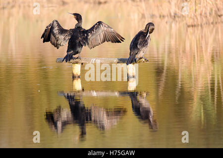 Cormorano (Phalacrocorax carbo) tenendo le ali ad asciugare. Grandi uccelli nella famiglia Phalacrocoracidae appoggiata in sun Foto Stock