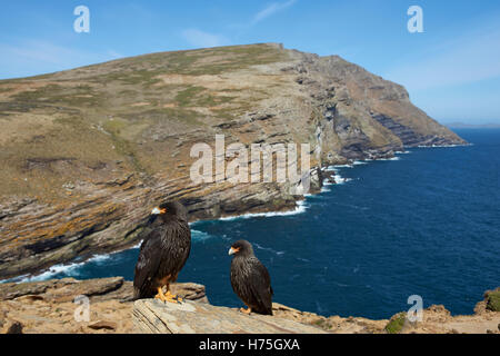 Caracara striato (Phalcoboenus australis) Foto Stock