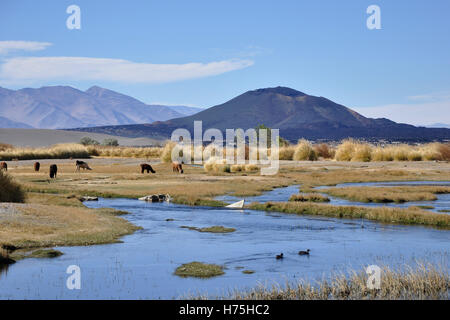 Argentina, salta la regione, puna desert Foto Stock