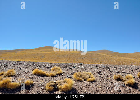 Argentina, salta la regione, puna desert Foto Stock