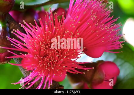 Rosa mela ((Syzygium malaccense) boccioli e fiori (focus stack) Foto Stock