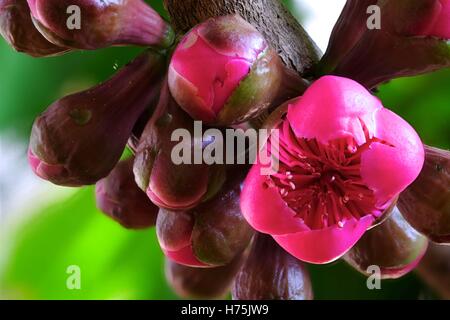 Rosa mela ((Syzygium malaccense) boccioli e fiori (focus stack) Foto Stock