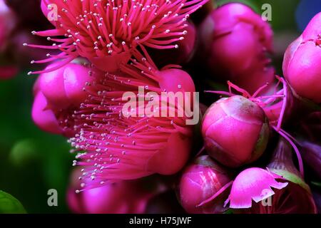 Rosa mela ((Syzygium malaccense) boccioli e fiori (focus stack) Foto Stock