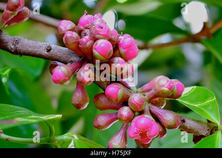 Rosa mela ((Syzygium malaccense) boccioli e fiori (focus stack) Foto Stock