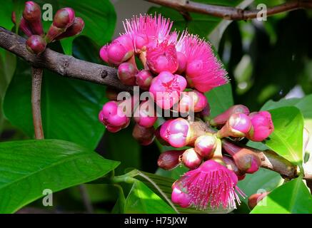 Rosa mela ((Syzygium malaccense) boccioli e fiori (focus stack) Foto Stock