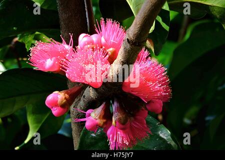 Rosa mela ((Syzygium malaccense) boccioli e fiori (focus stack) Foto Stock