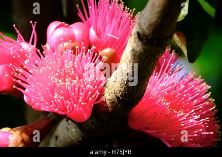 Rosa mela ((Syzygium malaccense) boccioli e fiori (focus stack) Foto Stock