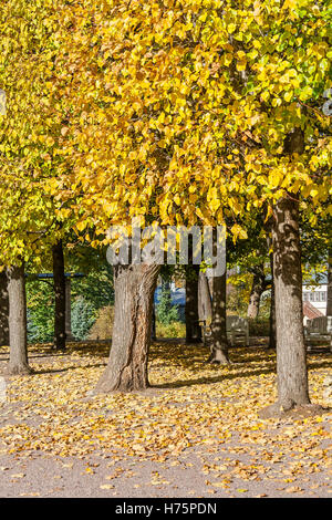 Giallo autunno le foglie che cadono dalla struttura ad albero Foto Stock