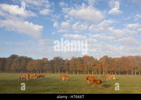 Limousin vacche in olandese prato prima di autunno foresta in mattina calda luce sulla Utrechtse Heuvelrug vicino Doorn Foto Stock