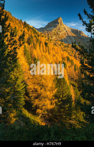 Larici, bosco di conifere al tramonto nella stagione autunnale. Gruppo di montagna Lagorai. Trentino, Alpi italiane. Europa. Foto Stock