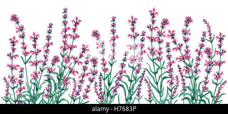 Bordo del frame con i fiori di lavanda. Disegnato a mano illustrazione ad acquerello su sfondo bianco. Foto Stock