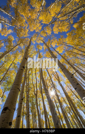 Alberi di Aspen in autunno, Telluride, Colorado, Stati Uniti Foto Stock