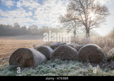 Balle di fieno in campo, Dorset, England, Regno Unito Foto Stock