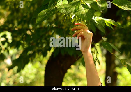 Donna di lato per raggiungere un ramo di albero Foto Stock