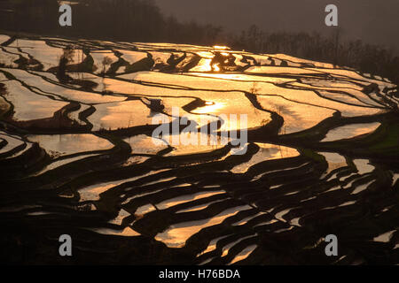 Campi di riso terrazzati al tramonto, honghe Hani, Yunnan Sheng, Cina Foto Stock