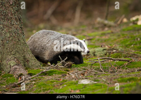 Dachs, Meles meles, European badger Foto Stock