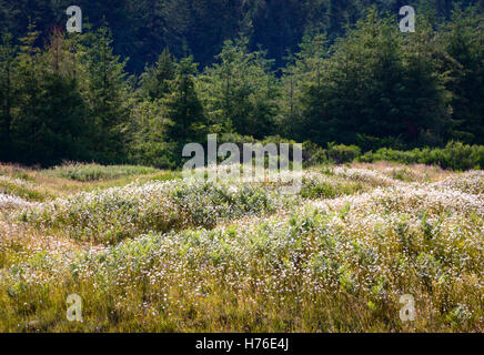 Mima Mounds Area Naturale preservare Foto Stock