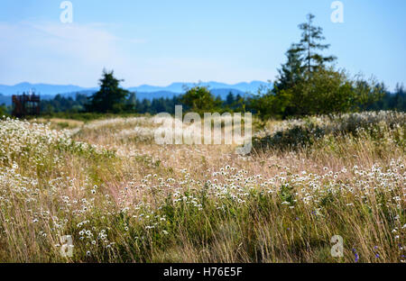 Mima Mounds Area Naturale preservare Foto Stock