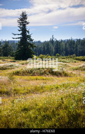 Mima Mounds Area Naturale preservare Foto Stock