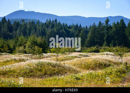 Mima Mounds Area Naturale preservare Foto Stock