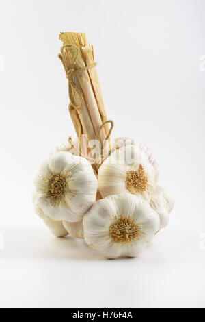 Mazzetto di aglio su sfondo bianco Foto Stock
