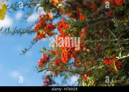 Colorati mazzo di ripe biancospino appeso ramo closeup. Cielo blu sullo sfondo Foto Stock