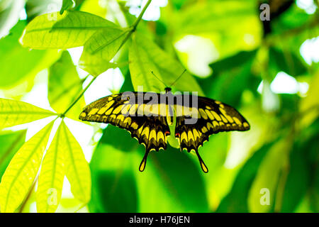 Papilio ophidicephalus, imperatore a coda di rondine butterfly appollaiato sulla foglia, sfocato Foto Stock