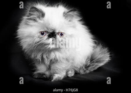 Un giovane, di due mesi di età il punto blu persiano himalayano kitten - in bianco e nero con un tocco di colore agli occhi Foto Stock