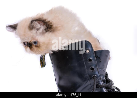 Gatto stivali in concetto di immagine - A due mesi il punto blu persiano himalayano gattino in un pizzo nero fino contro il boot Foto Stock