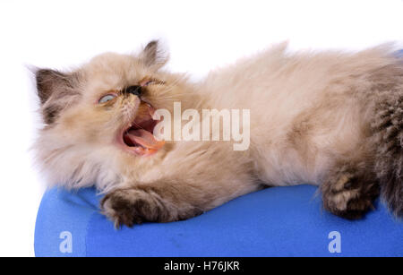 Cat sbadigli o arrabbiati con la sua bocca aperta e denti esposti - un giovane, di due mesi di età il punto blu persiano himalayano gattino su un bl Foto Stock