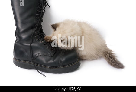 Cat giocando con un avvio e i suoi merletti - A due mesi il punto blu persiano himalayano gattino in gioco Foto Stock