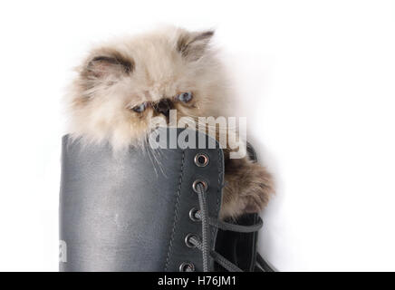 Gatto stivali in concetto di immagine - A due mesi il punto blu persiano himalayano gattino in un pizzo nero fino contro il boot Foto Stock