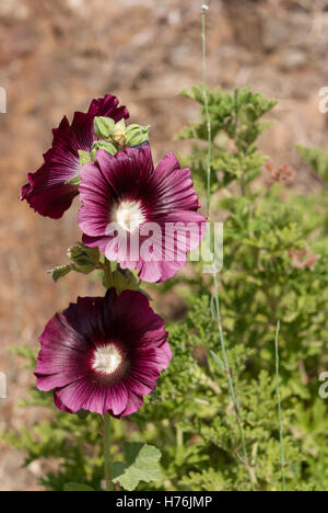 Hollyhocks che fiorisce con fiori viola closeup. Foto Stock