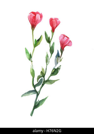 Red Lein, fioritura lino, lino rosso scarlatto, lino, crimson lino(Linum grandiflorum). Illustrazione ad acquerello su sfondo bianco. Foto Stock