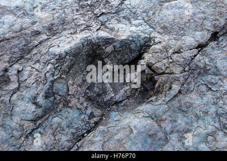 Enorme di orme di dinosauri, valle di Maragua, Bolivia Foto Stock