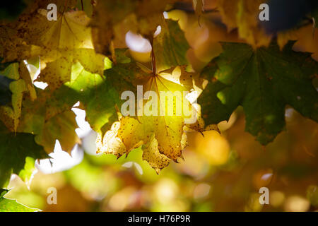 Foglie di acero in autunno a Redditch, Worcestershire, Regno Unito Foto Stock
