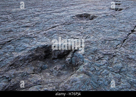 Enorme di orme di dinosauri, valle di Maragua, Bolivia Foto Stock
