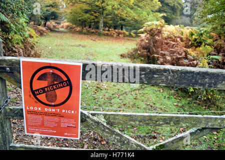 Guardare non cogliere funghi avviso sul cancello in New Forest National Park, Hampshire, Inghilterra. Foto Stock